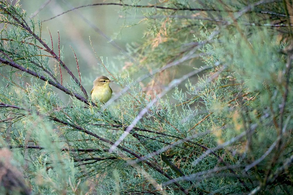 Picture of a yellow bird on branch (likely a "Pouillot Fitis" - Phylloscopus trochilus)