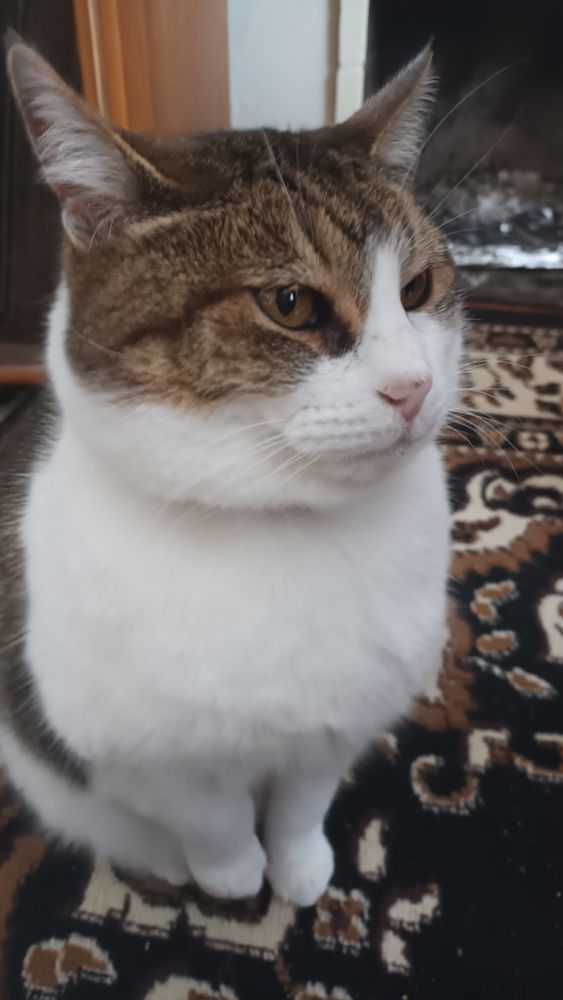Picture of my kitty sitting up on the carpet. She is a white tabby cat with brown and grey fur in big patches, including the whole top half of her head. She is looking to the right of the shot. She is fluffy and her ears are perked up. her eyes are yellow green. Her nose is soft pink.
