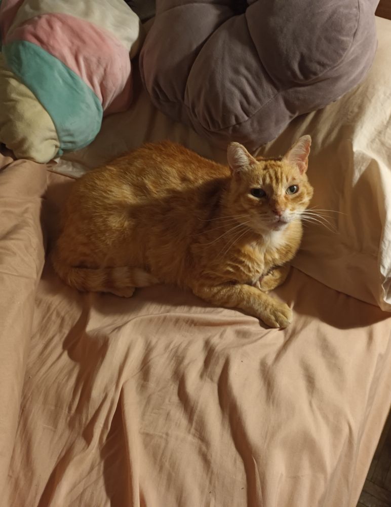 picture of my orange tabby kitty. He is laying comfortably on a bed with peach bedding, looking up at the camera. His eyes are green and he has long whiskers. His tail is tucked next his side and one of his front paws is tucked in.