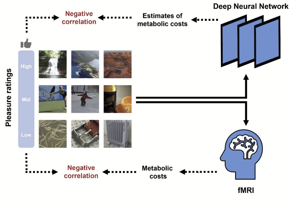 Conceptual Roadmap of the present study. To examine the relationship between the metabolic costs of visual processing and aesthetic pleasure, we used both computational and physiological measures to quantify metabolic costs during visual processing: 1. Model-derived estimates of metabolic costs based on the activation of a deep neural network; 2. Metabolic activity of human brains, specifically in the visual processing areas. We found that both measures were inversely related to aesthetic pleasure.