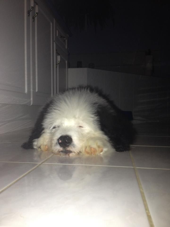 A small shaggy sheepdog puppy with a white face and black ears, facing the camera with his eyes closed
