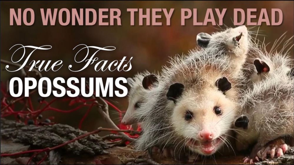 True Facts: Not-Dead Opossums and Their Weird Defenses