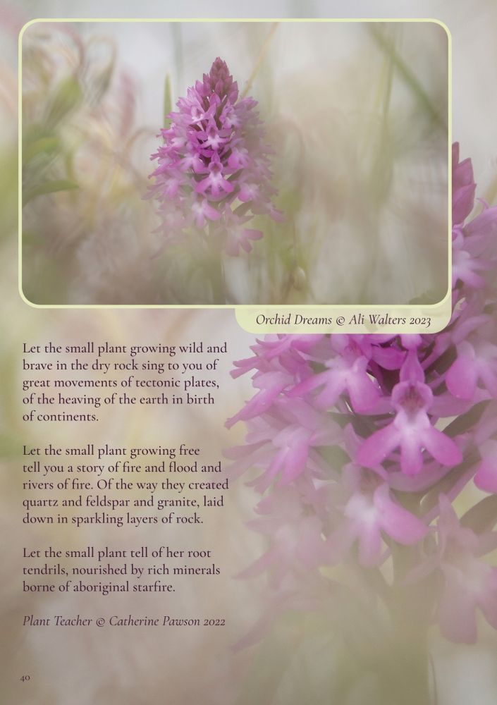 Let the small plant growing wild and brave in the dry rock sing to you of great movements of tectonic plates, of the heaving of the earth in birth of continents.  

Let the small plant growing free tell you a story of fire and flood and rivers of fire. Of the way they created quartz and feldspar and granite, laid down in sparkling layers of rock.

Let the small plant tell of her root tendrils, nourished by rich minerals borne of aboriginal starfire. 

Words: Plant Teacher by Catherine Pawson 2022 

Photography: Orchid Dreams by Ali Walters 2023