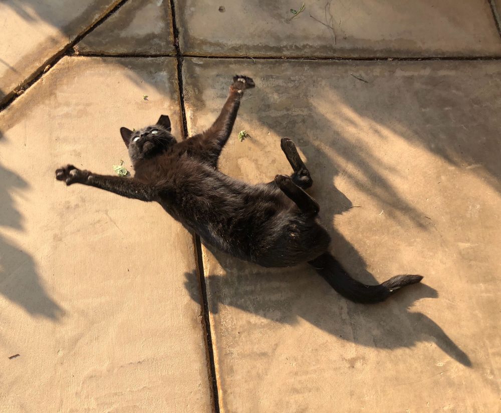 Black cat lying on its back with all 4 legs spread