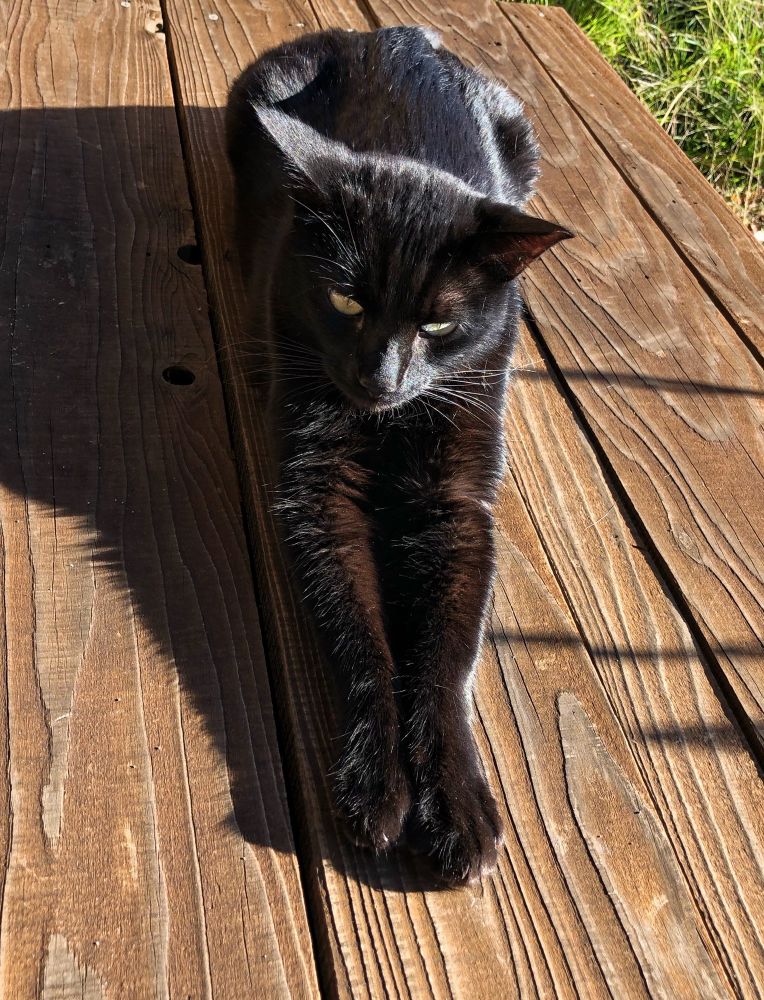 Black cat on a wooden deck in the sun