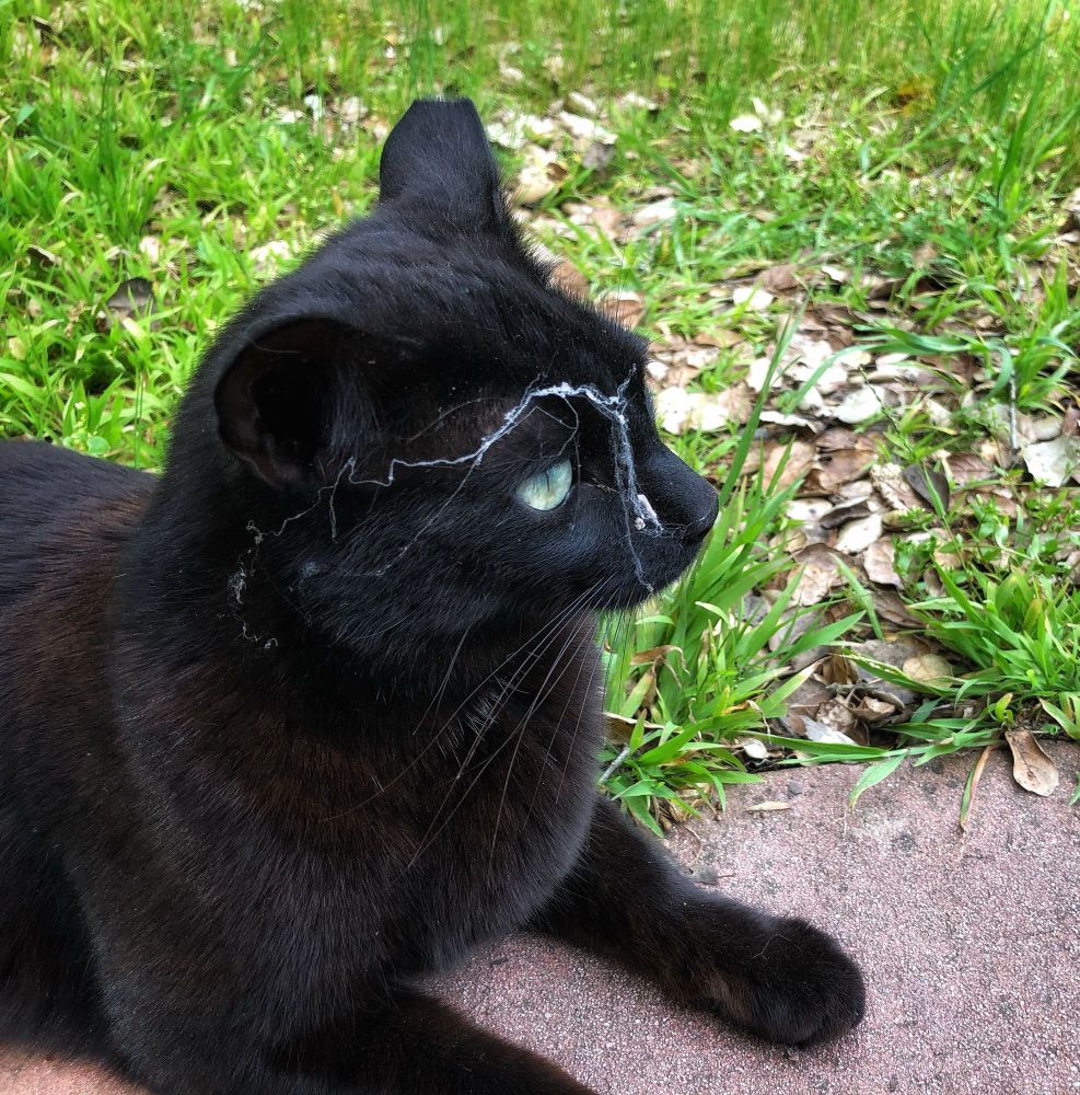 Black cat with cobwebs on its face, unbothered 