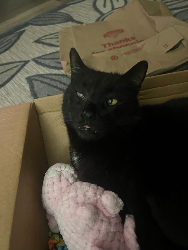 A large black cat sits in a cardboard box with a pink stuffed animal bunny. He has one cloudy eye and one healthy yellow one. He looks up at the camera cross-eyed, and with his tongue and two tiny fangs peeking out of his mouth.