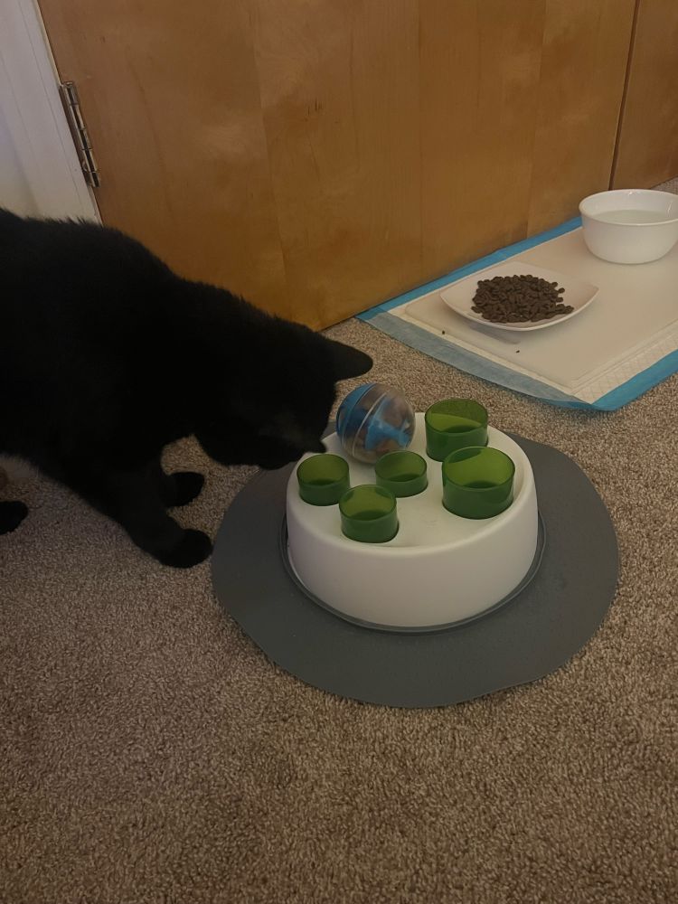 A black cat sniffs a food puzzle - a white dish with four green cups placed upright with treats inside.