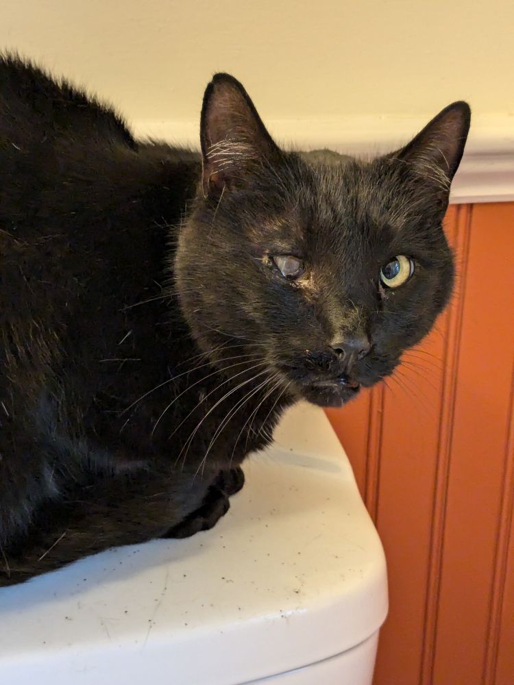 A large black cat sits on a white box facing the camera. His right eye is cloudy and weeping, and he looks at the camera sadly.