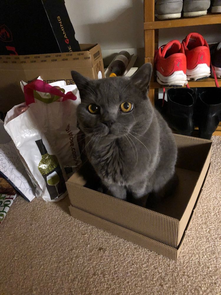 British blue shorthair sitting in a cardboard box. 