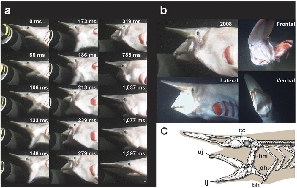 Time lapse photos showing the extreme sling shot effect of the goblin shark jaw. 📸 Nakaya et al (2016)