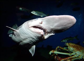 A rare photo of a living goblin shark. View from below of shark with long, broad snout, prominent tubular nostrils and narrow, curved tine-like teeth. 📸 National Geographic 