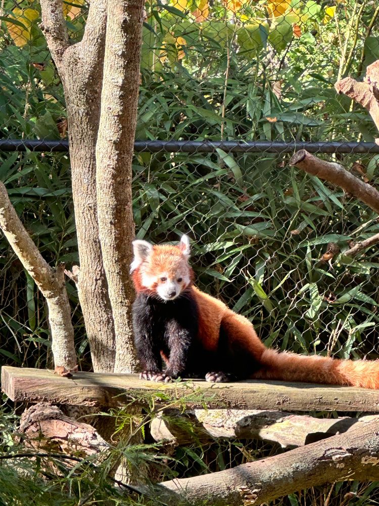 Red panda standing on a wooden platform at Connecticut’s Beardsley Zoo. 