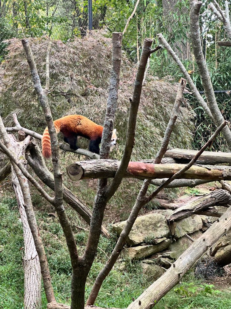 Red panda at Connecticut’s Beardsley Zoo traversing the climbing structures in their habitat. 