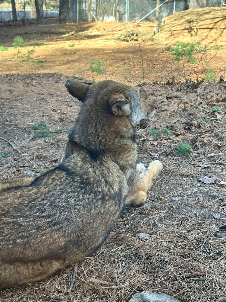 Ranger, the red wolf, sits calmly on a bed of pin needles looking out over his habitat at Connecticut's Beardsley Zoo. 