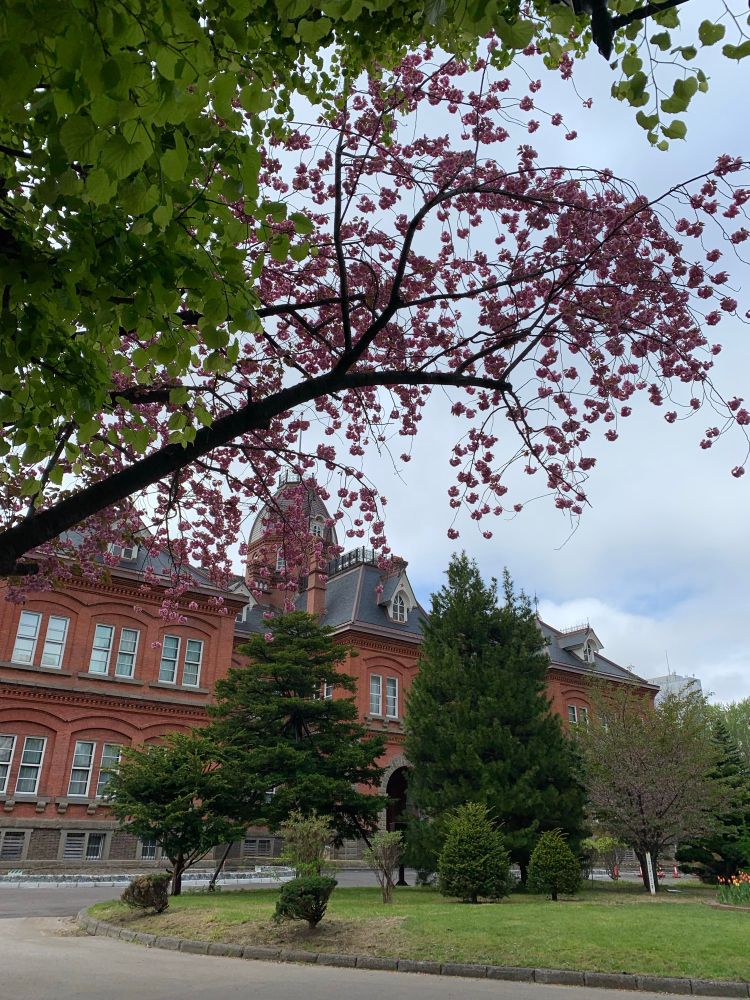 桜と道庁赤れんが庁舎