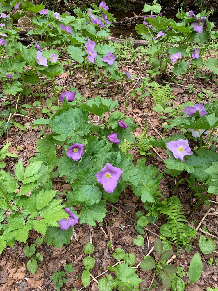 国営滝野すずらん丘陵公園にて　シラネアオイ