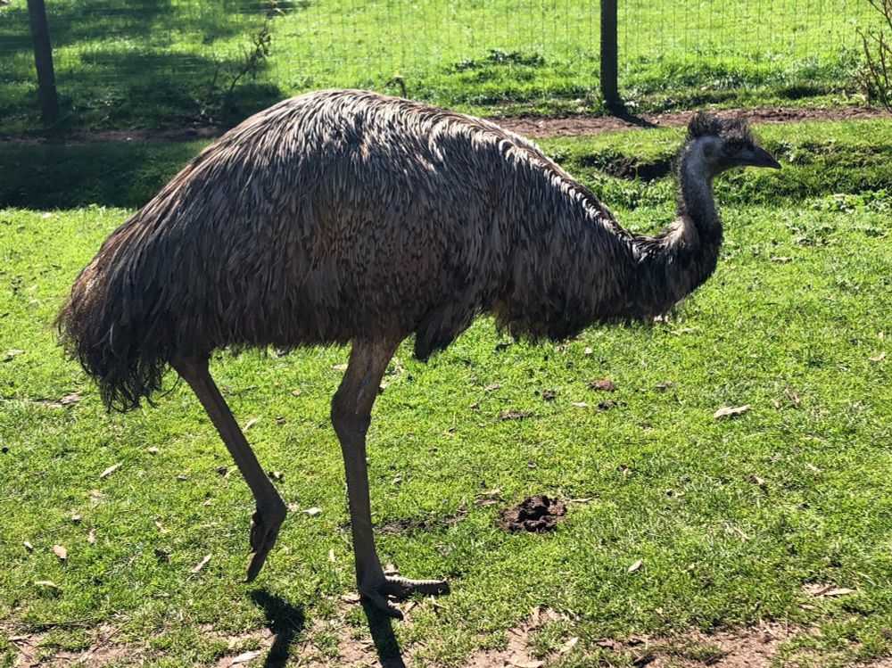 Emu