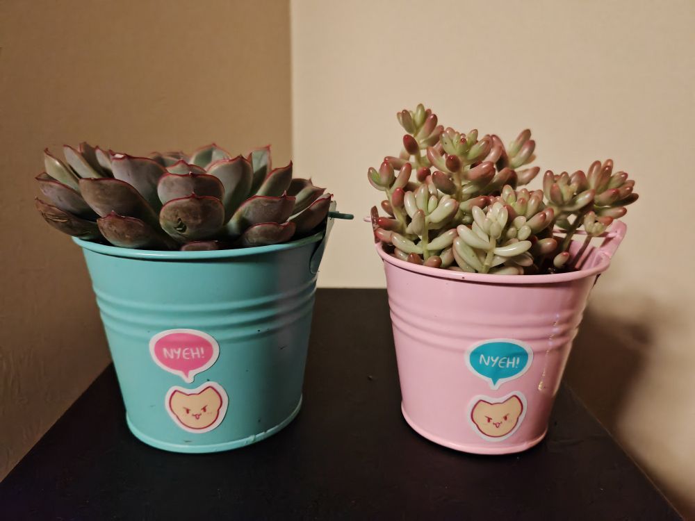 Two succulents in pink and blue pots with cat boots's NYEH stickers on them