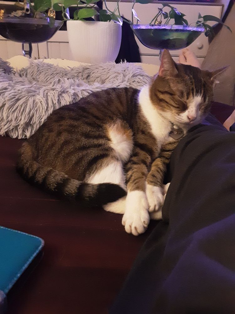 4 year old cat Bambi napping against my leg.