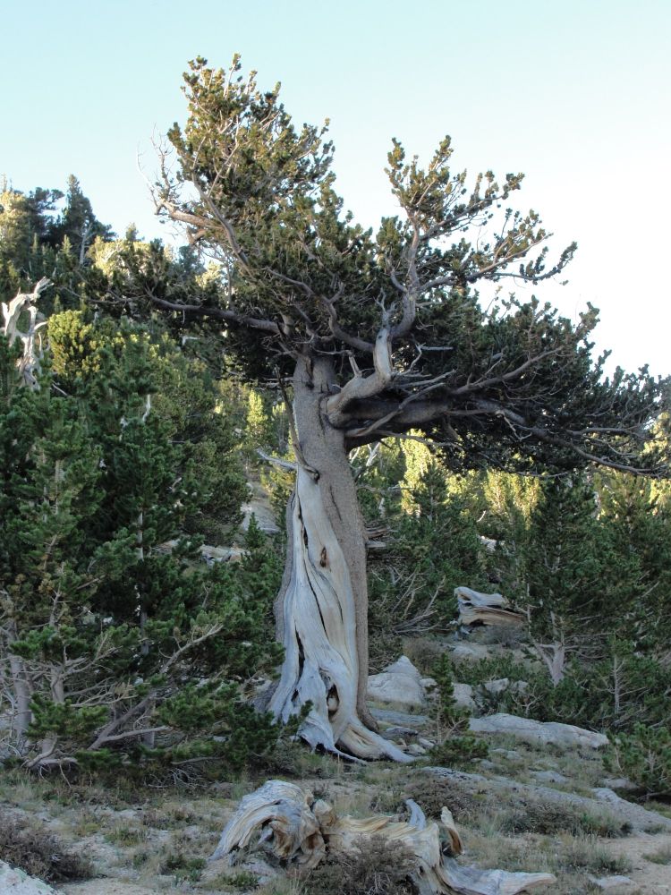 Rocky Mountain bristlecone pine tree at Mt. Goliath, Colorado. Photo by Ana Carolina Barbosa.