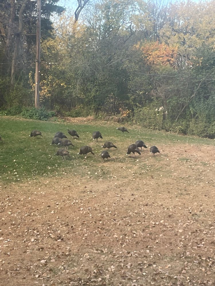 A grassy backyard with over a dozen turkeys on a fall morning 