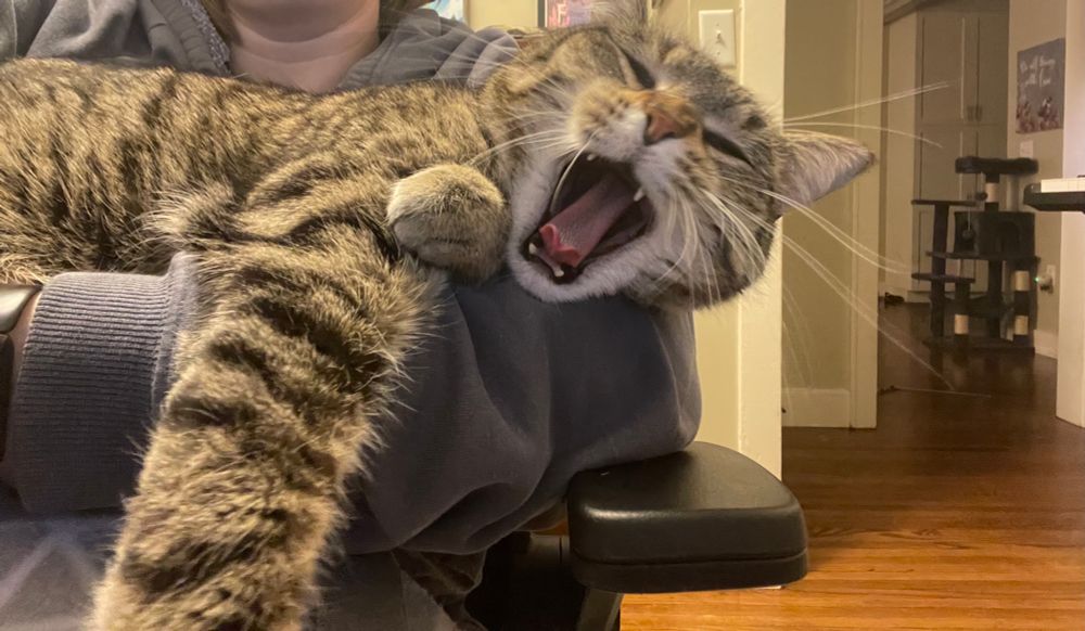 Brown tabby cat draped across his human mother’s arm, yawning fiercely.