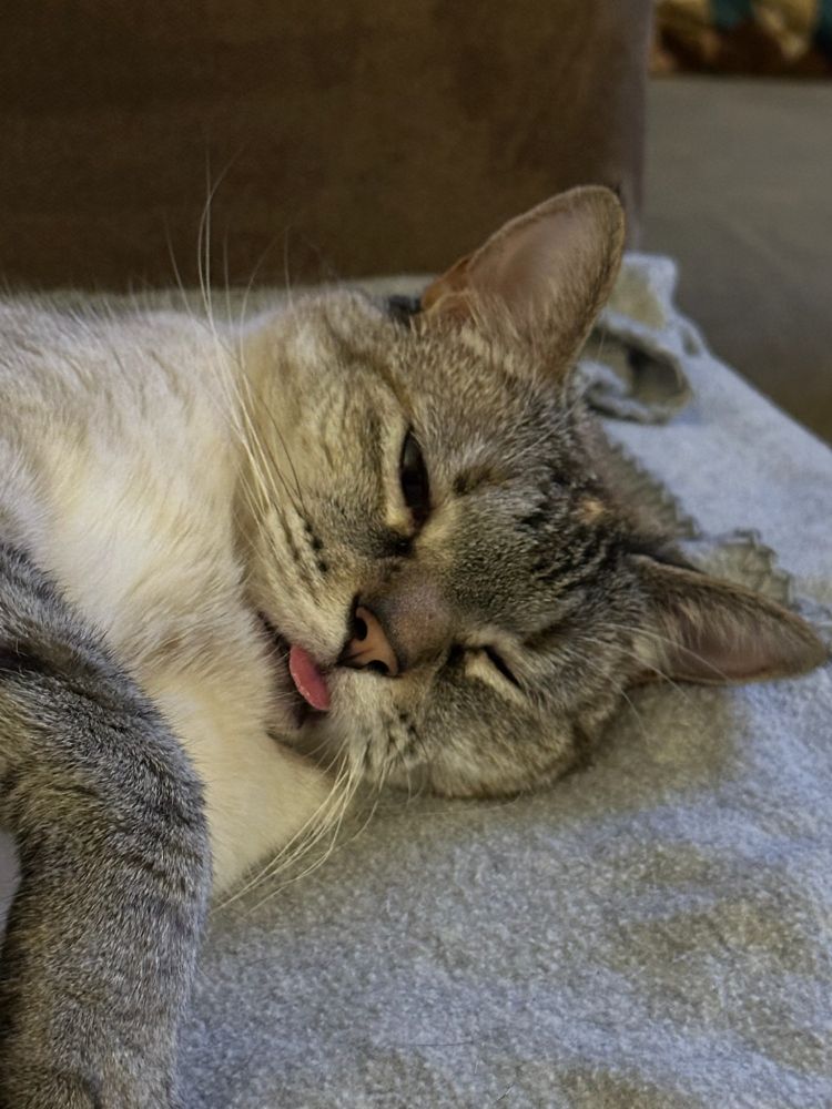 Zuri Kitty 