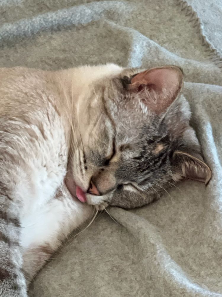 Zuri Kitty 