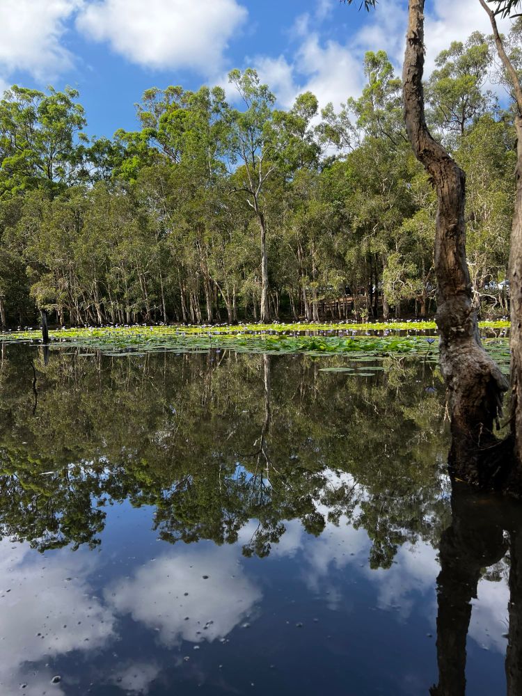 Lake with hyacinth flowers and reflection of gum trees. A blue sky with wispy clouds overhead. 