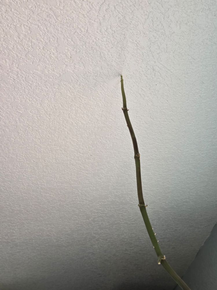 My Hoya plant has gone too far and touched the ceiling