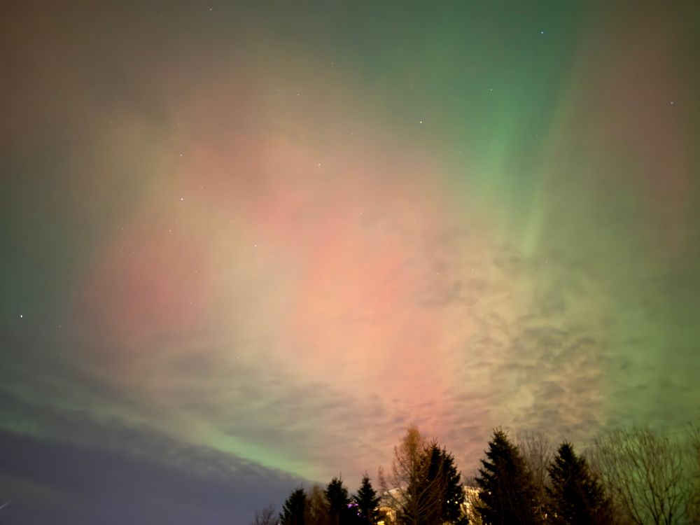 Another view of Aurora at different intensity, looking like a sheet of green and pink and yellow, with fish scale clouds in front and some conifers in the foreground 