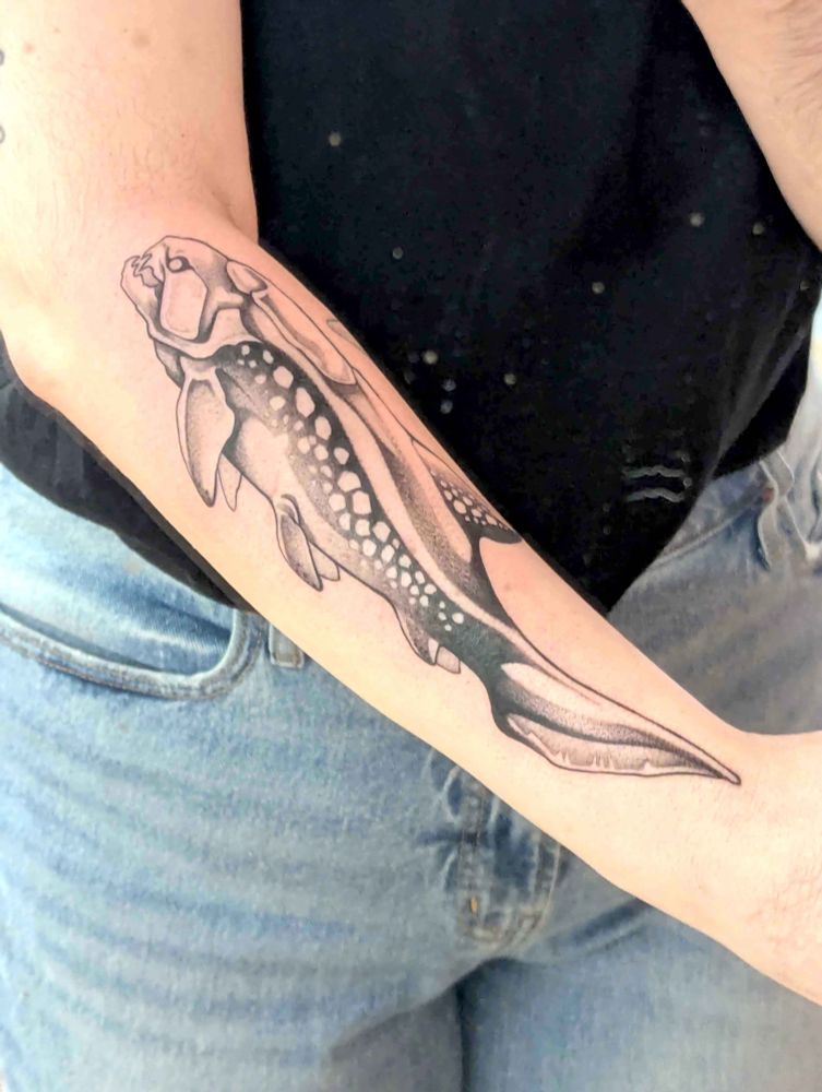 photo of a Dunkleosteus tattoo
