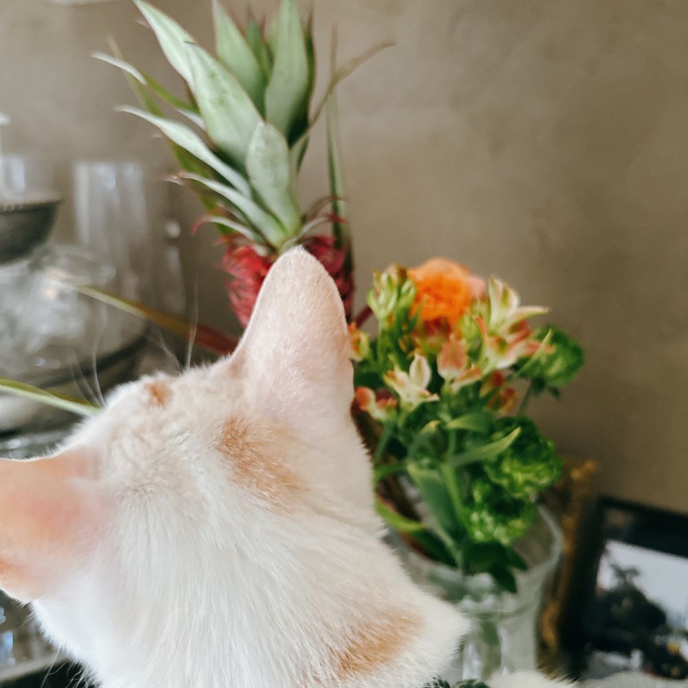 ねこが花を見つける