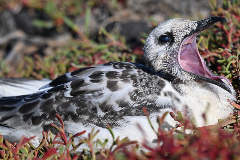 Close up of young white/black bird with an open beak. 