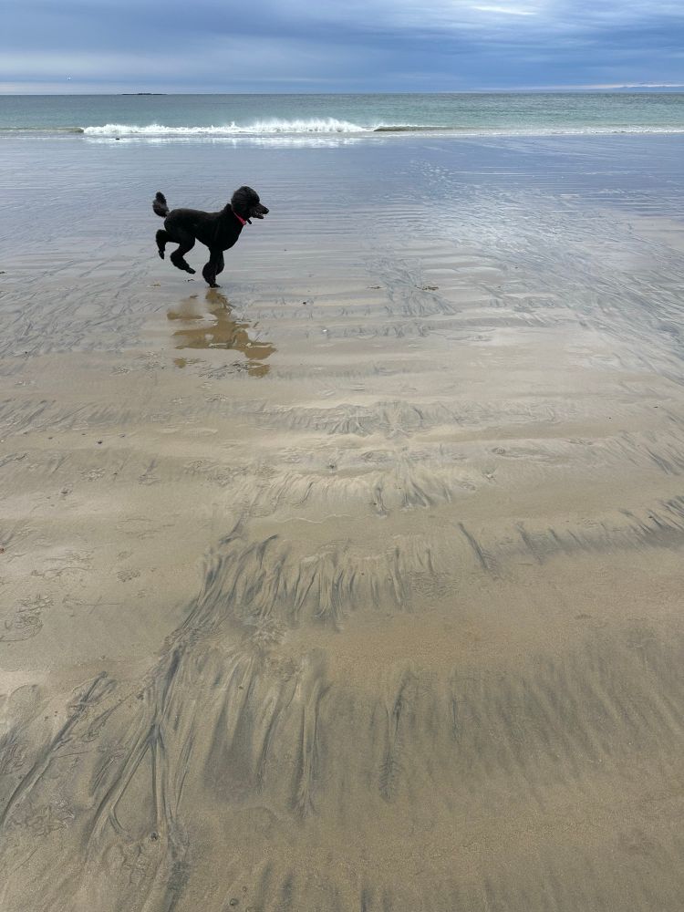 Dog runs into picture of beach scene
