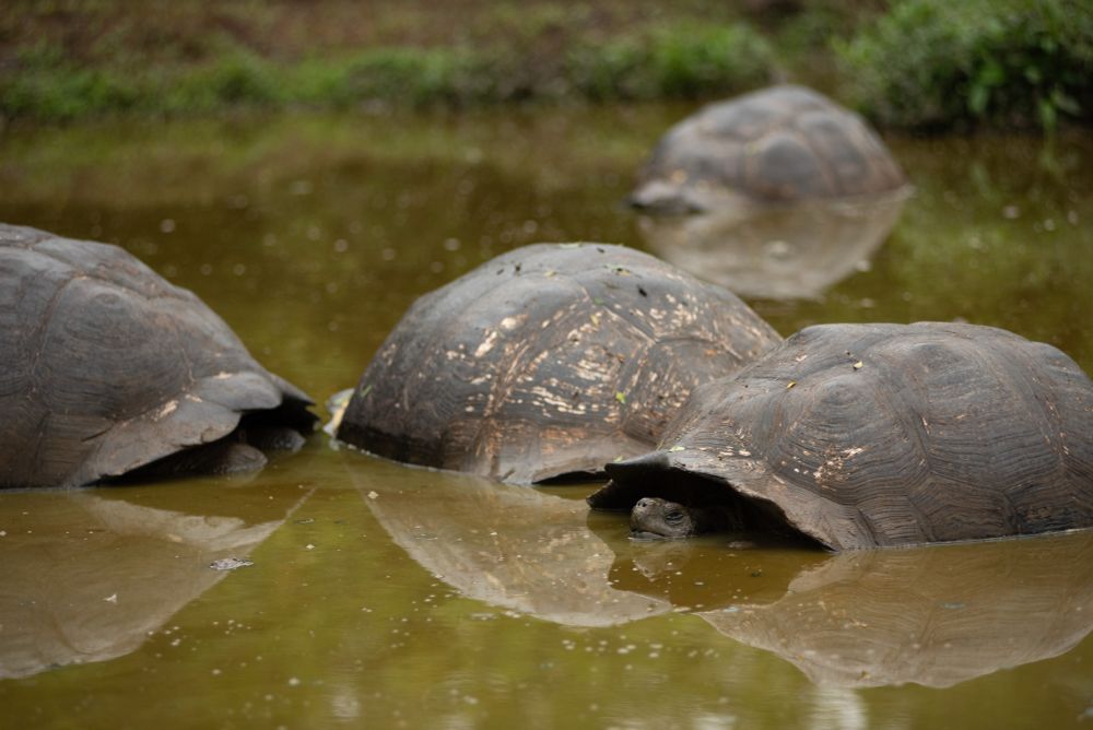 Four tortoises soaking in a small muddy pond 