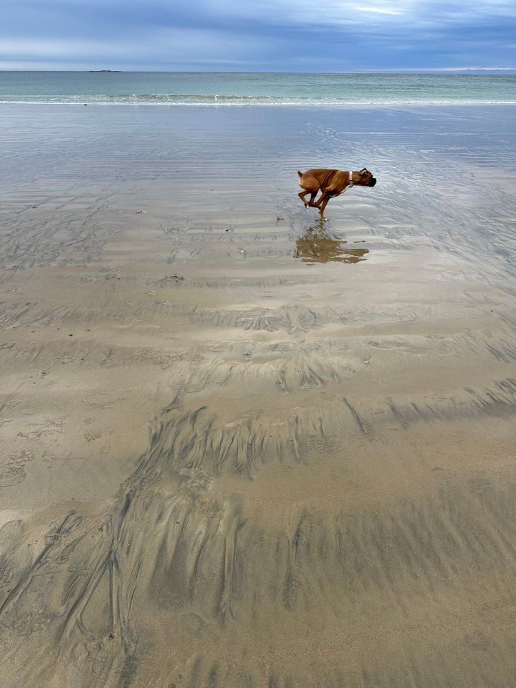 Dog runs into picture of beach scene 