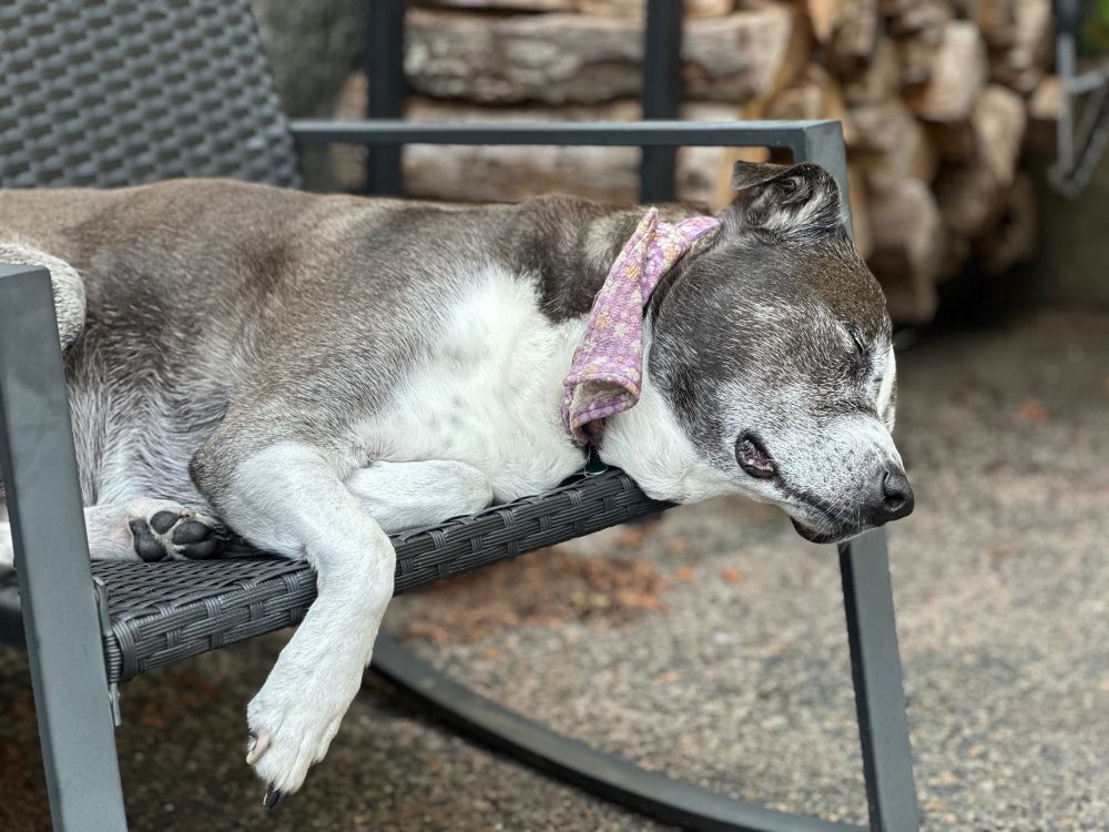 A dog sleeping on a patio chair