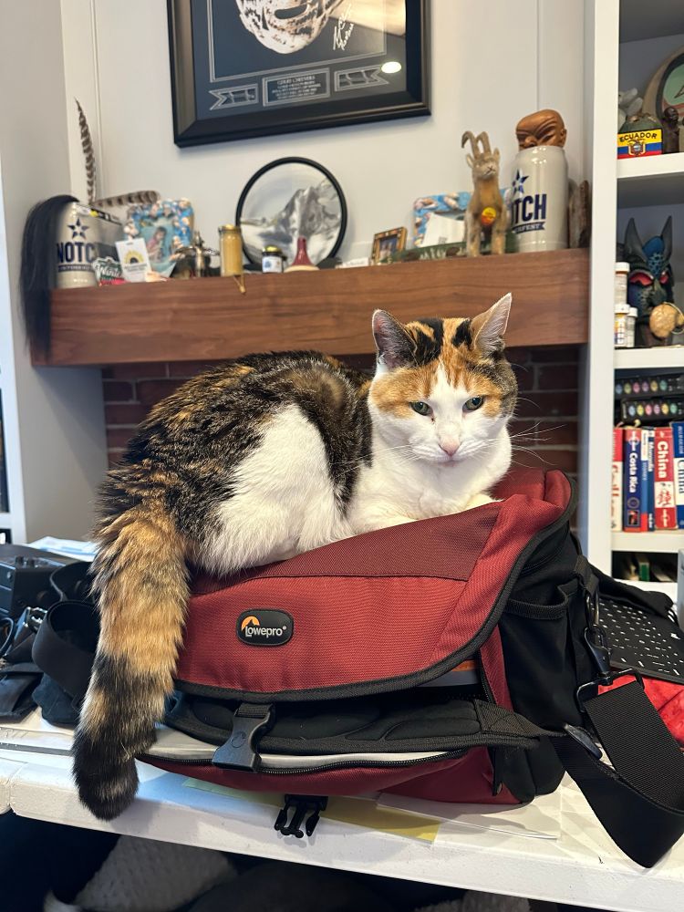 A calico cat rests atop a red camera bag