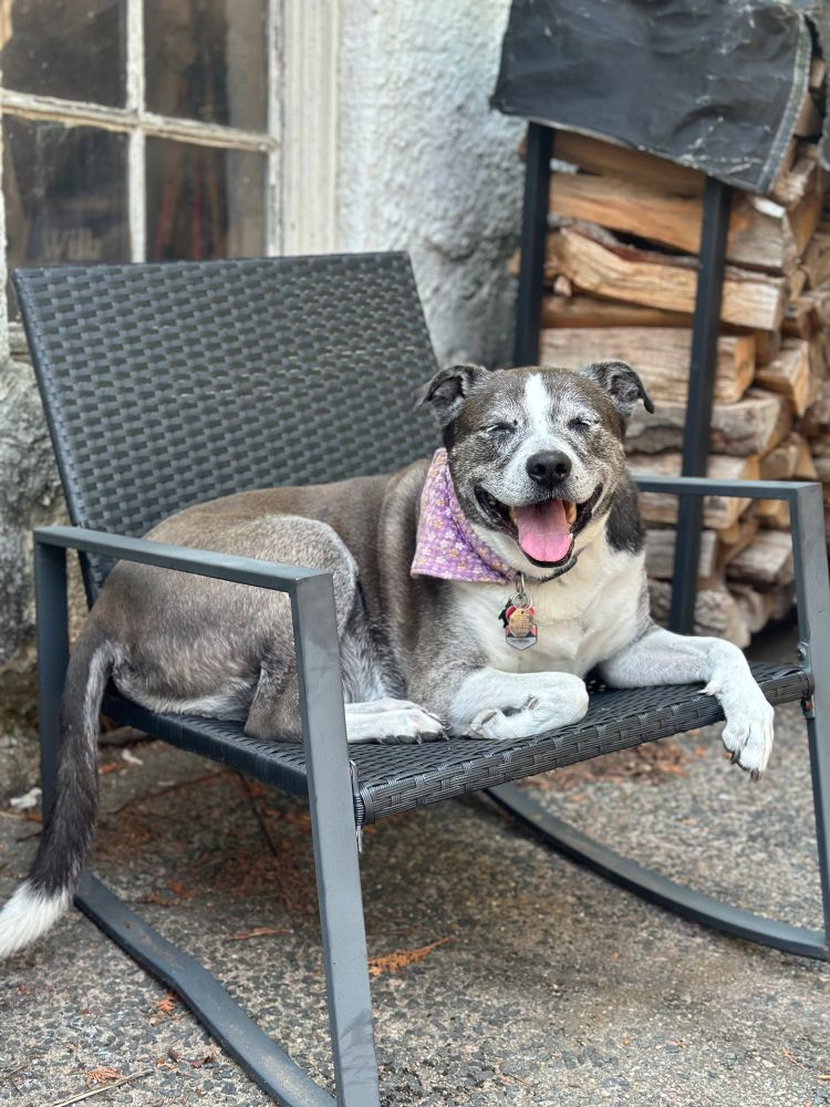 A hot dog panting resting on a patio chair.
