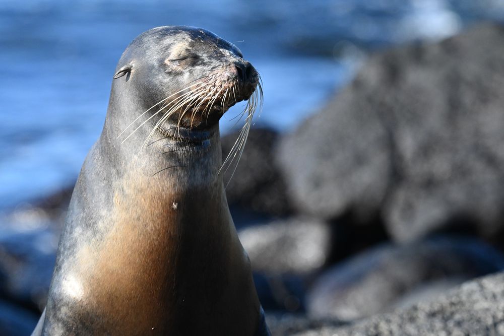 Sea lion in the Galápagos Islands needs to trim his whiskers 