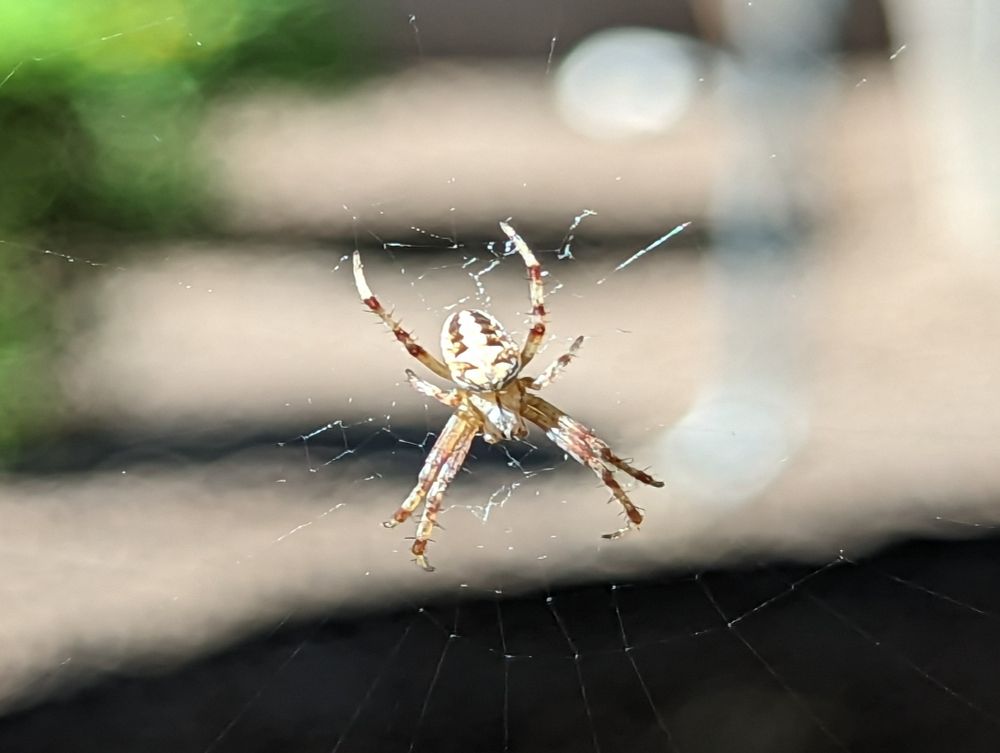 Some type of spider, white, with brown markings, on a web. 
