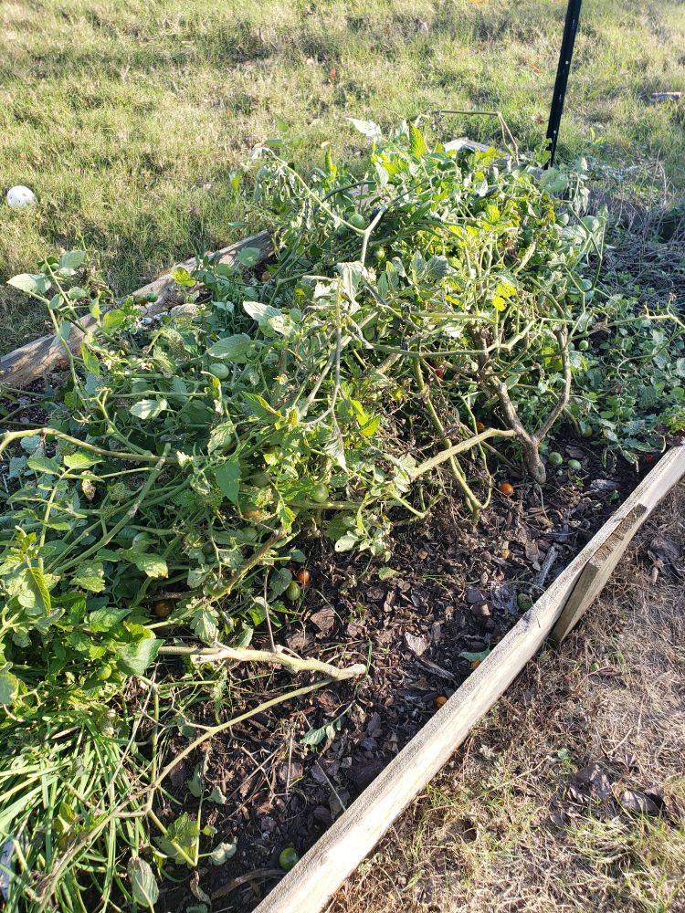 A photo of a raised garden bed with a tangled, fallen over mess of thriving cherry tomato plants.