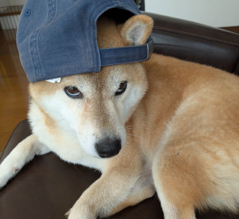 帽子を被せられて嫌そうな柴犬