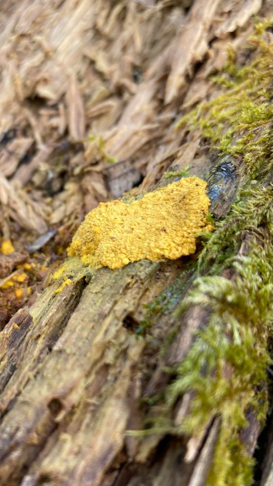 Close up of what might be a bright yellow slime mold on a wet log 