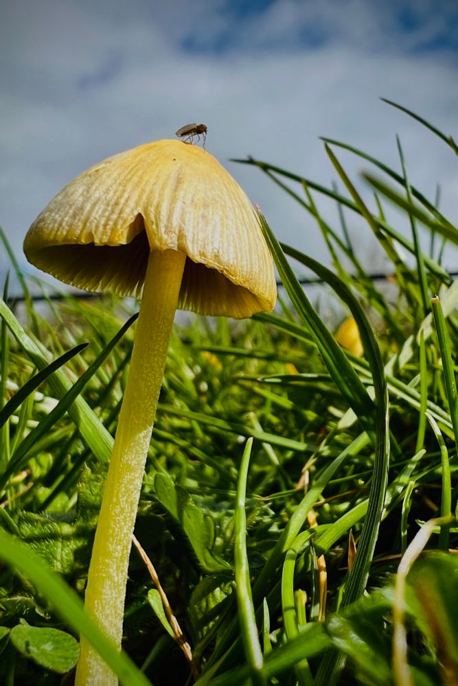 Bug on top of bolbitius mushroom surrounded in grass
