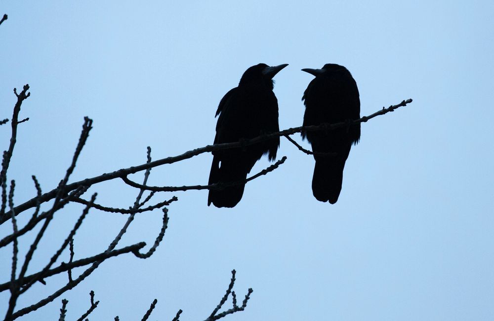 Silhouette of 2 crows sitting on a tree branch