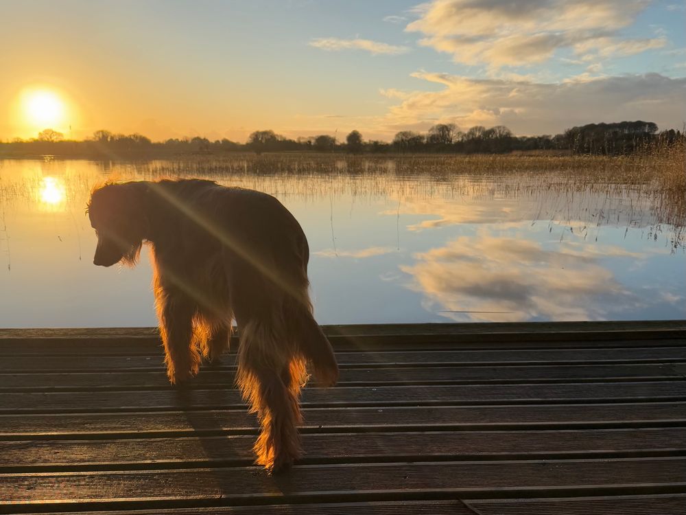 Dog looking into water with glow of sun from evening sunset 