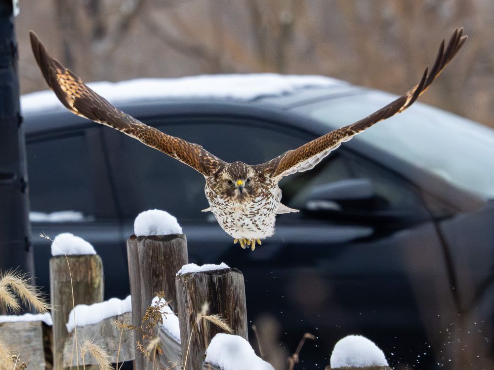 Photo of a hawk flying right at me above a snow-covered wooden rail fence with a blurry black car driving past directly behind it. Only the tips of the hawk's upturned wings are higher than the car roof.
